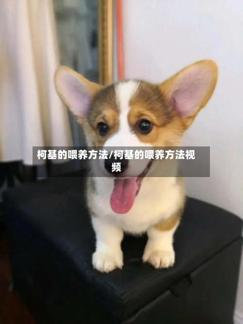 柯基的喂养方法/柯基的喂养方法视频-第2张图片